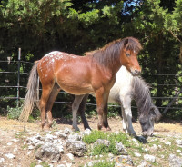 Vente de poney